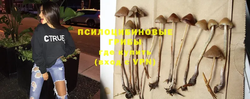 наркотики  Новошахтинск  ОМГ ОМГ онион  Псилоцибиновые грибы Cubensis 